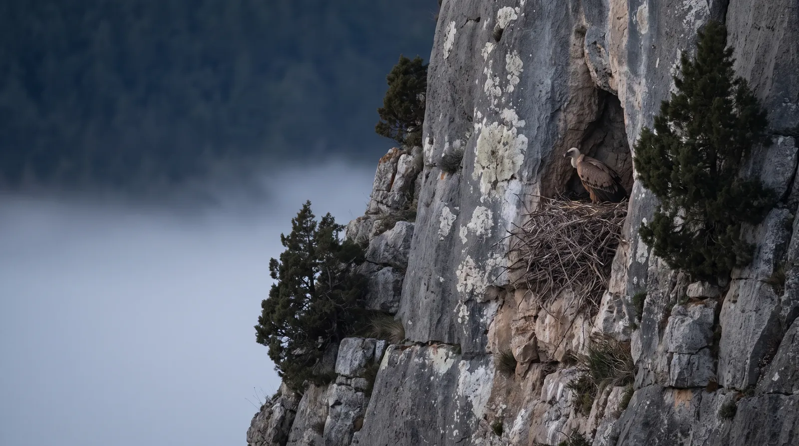 Buitre leonado posado junto a su nido en un cortado de roca caliza, con niebla en el valle a primera hora de la mañana.